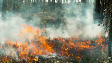 Brann i en skog